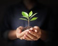 Man hands holding plant Royalty Free Stock Photo