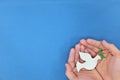 Man hands holding white dove with olive branch in blue background. Symbol of hope and peace.