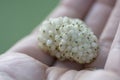 Man hands holding white Mulberry Morus fruit