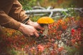 Man hands picking Mushroom orange cap boletus