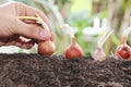 Man hands planting seeds of shallots into the ground.