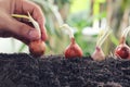 Man hands planting seeds of shallots into the ground.