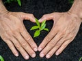 Man hands planting the tree into the soil. planting concept.