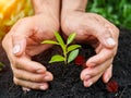 Man hands planting the tree into the soil. planting concept.