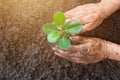 Man hands planting the young tree while working in the garden Royalty Free Stock Photo