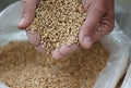 man hands pulling a handful of grain wheat with selective blur Royalty Free Stock Photo