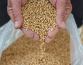 man hands pulling a handful of grain wheat with selective blur Royalty Free Stock Photo