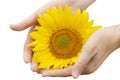 Man hands with sunflower Royalty Free Stock Photo
