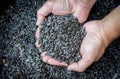 Man hands with sunflower seeds background Royalty Free Stock Photo