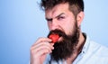 Man handsome strict face hipster with long beard try strawberry. Hipster enjoy juicy ripe red strawberry. Man Royalty Free Stock Photo