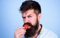 Man handsome strict face hipster with long beard try strawberry. Gastronomic pleasure. Desire concept. Oral Royalty Free Stock Photo