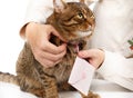 Man hangs pink love letter envelope on neck of beautiful fluffy