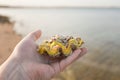 Man happy to find big beautiful sea shell at sandy morning tropical beach Royalty Free Stock Photo