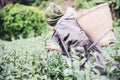 Man harvest / pick fresh green tea leaves at high land tea field in Chiang Mai Thailand Royalty Free Stock Photo