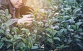 Man harvest / pick fresh green tea leaves at high land tea field in Chiang Mai Thailand Royalty Free Stock Photo