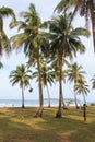 Man harvesting coconuts in Palawan, in the Philippines