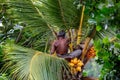 Man harvesting coconuts in a palm tree