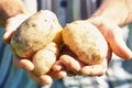 Man harvesting fresh potatoes in vegetable green garden Royalty Free Stock Photo