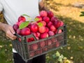 Man harvesting fresh red apples in orchard Royalty Free Stock Photo