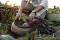 Man harvesting fresh ripe beets on farm, closeup Royalty Free Stock Photo
