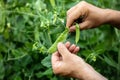 Man harvesting fresh sugar snaps or peas