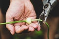 Man harvesting a garlic bulbil, new seeds Royalty Free Stock Photo