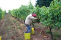 Man Harvesting Grapes