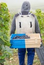 Man harvesting grapes time in vineyards bordeaux