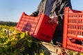 Man harvesting grapes in the vineyard in autumn holding a box full of grapes to load it on the tractor in autumn day real people Royalty Free Stock Photo