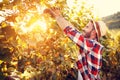 Man harvesting the grapes in vineyard Royalty Free Stock Photo