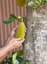 Man harvesting green jackfruit from the tree, gathering the unripe fruit for consumption or cooking