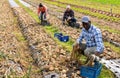 Man harvesting onion on plantation