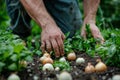 Man harvesting onions in garden, connecting with nature through local food