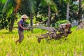 Man harvesting in rice field in Ubud, Bali Royalty Free Stock Photo