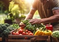 Man harvesting ripe organic fresh vegetables on his own organic farm on summer sunny day.Marco.AI Generative