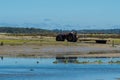 Man harvesting shells at low tide in front of a shelter cross in the morning