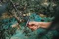 man harvesting some arbequina olives in Spain Royalty Free Stock Photo