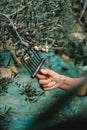 a man is harvesting some ripe arbequina olives Royalty Free Stock Photo