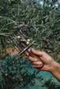 man harvesting some ripe olives in Catalonia, Spain Royalty Free Stock Photo