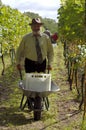 Man harvesting vine