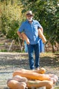 Man harvests big pumpkin from patch. Royalty Free Stock Photo