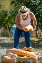 Man harvests big pumpkin from patch. Royalty Free Stock Photo