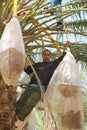 Man harvests dates in El Goula, Tunisia. Royalty Free Stock Photo