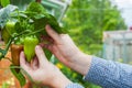 A man harvests green peppers