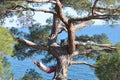 Man in hat in a hammock on pine tree in Crimea a s Royalty Free Stock Photo