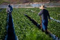 Man with hat looking toward another farmer in strawberry field Royalty Free Stock Photo