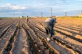 Man in a hat is planting vegetable in a field irrigated with drip irrigation