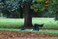 Man have rest in summer park - laying on the grass upping legs