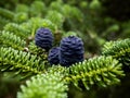 A rare fir tree with young blue pinecones, shot in Urjala, Finland