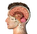 Man head with skull cross section with brain